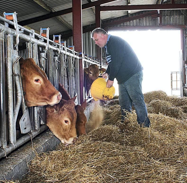 Fitzmaurice has no time for narrow calves Fitzmaurice has no time for narrow calves