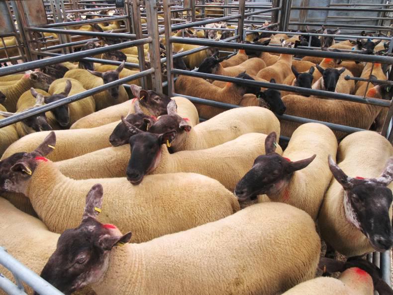 First breeding sheep sale in Ballymena topped at £340