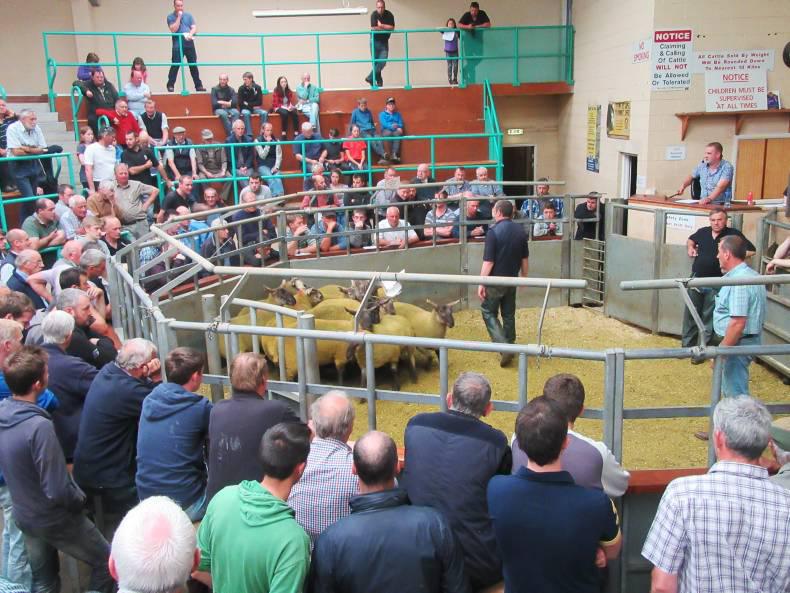 First breeding sheep sale in Ballymena topped at £340