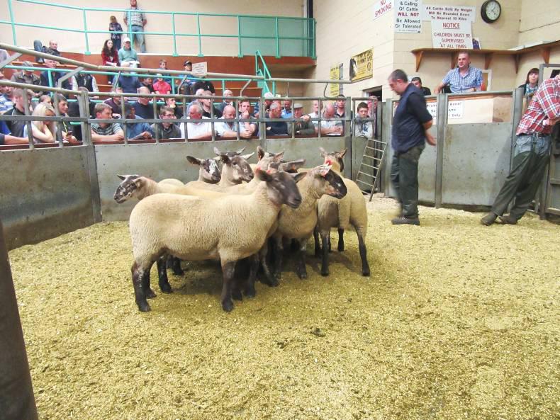 First breeding sheep sale in Ballymena topped at £340