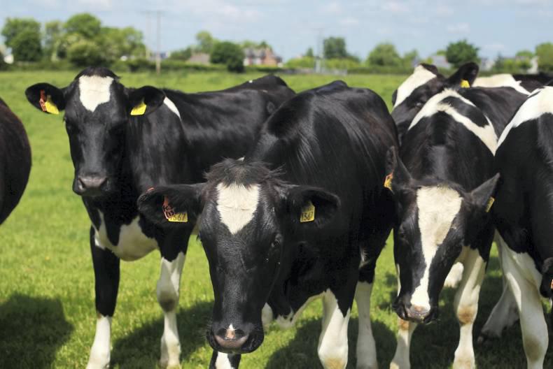 Northern Ireland beef and lamb quotes w/e 13 August 2016 Northern Ireland beef and lamb quotes w/e 13 August 2016