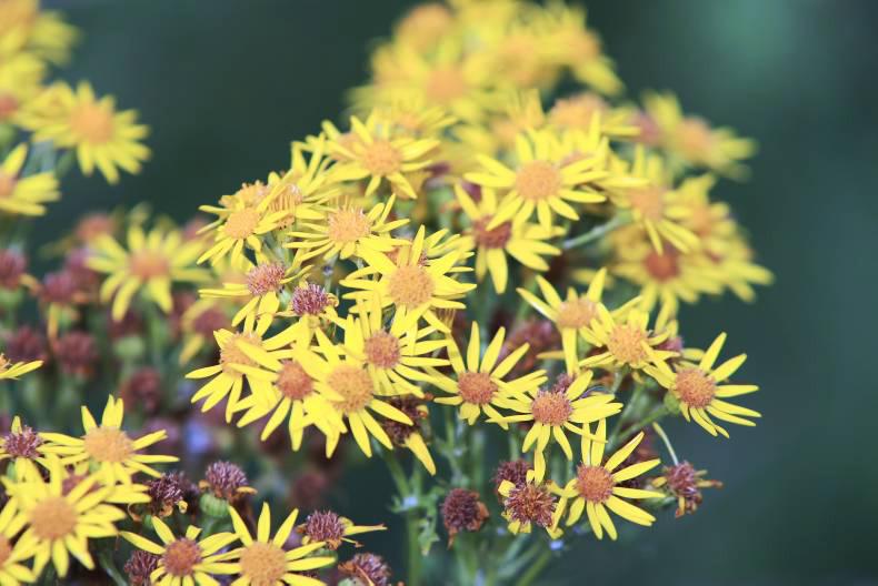 Ragwort a much more visible issue Ragwort a much more visible issue