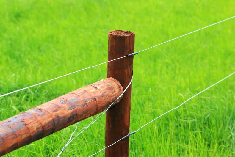 Vet's Corner: Livestock affected by various different strains of wart Vet's Corner: Livestock affected by various different strains of wart