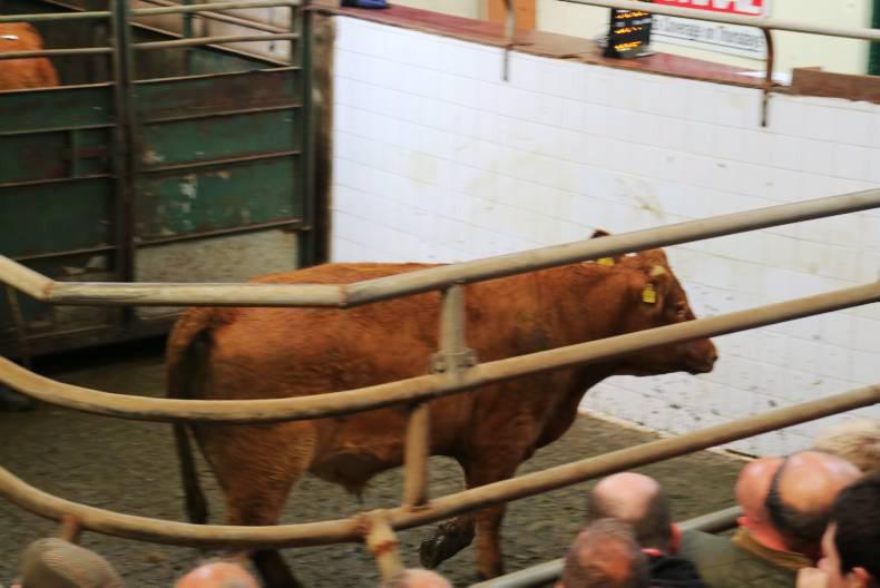 Average mart prices back 10 to 15c/kg
Average mart prices back 10 to 15c/kg