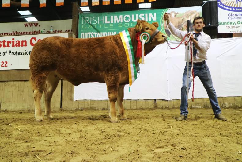 International Limousin Congress enjoys calf competition in Glenamaddy International Limousin Congress enjoys calf competition in Glenamaddy