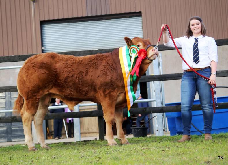 International Limousin Congress enjoys calf competition in Glenamaddy International Limousin Congress enjoys calf competition in Glenamaddy