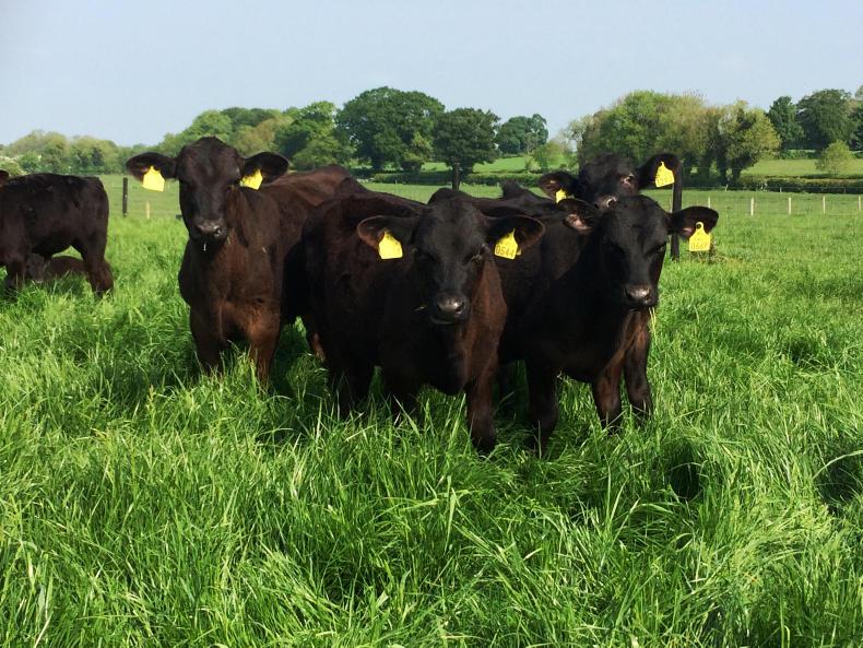 Champions, competitions and bonuses at the Irish Angus tent Champions, competitions and bonuses at the Irish Angus tent