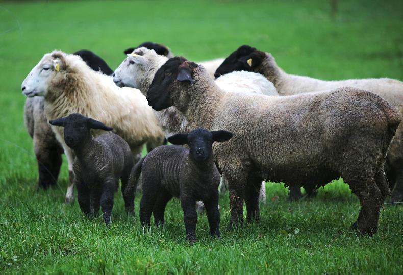 Suffolk society to highlight advantages of breed at stand Suffolk society to highlight advantages of breed at stand