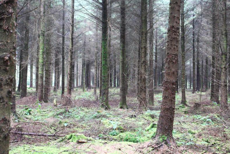 Pension funds hike forestry land prices Pension funds hike forestry land prices