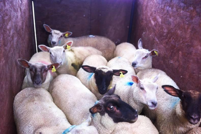 Northern Ireland beef and lamb quotes w/e 17/09/2016 Northern Ireland beef and lamb quotes w/e 17/09/2016