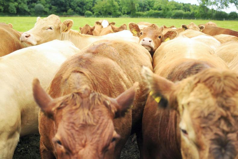 Beef calving interval improves Premium