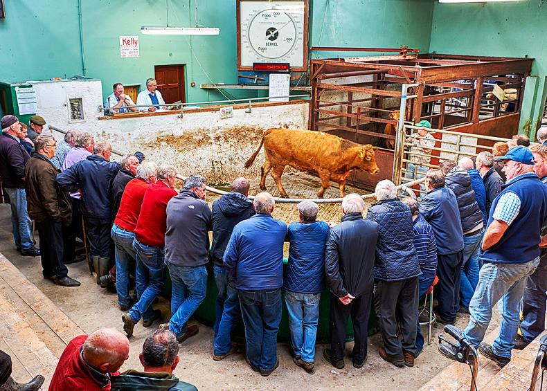 Cattle trade holding despite rain Cattle trade holding despite rain