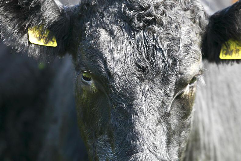 Factory feedlots tighten grip on beef trade Factory feedlots tighten grip on beef trade
