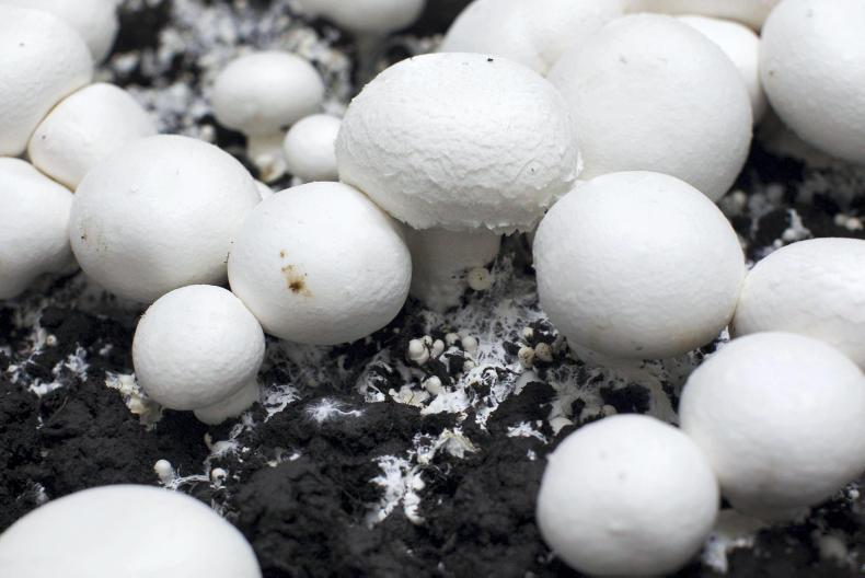 Mushroom industry 'thrown into turmoil' by Brexit Mushroom industry 'thrown into turmoil' by Brexit