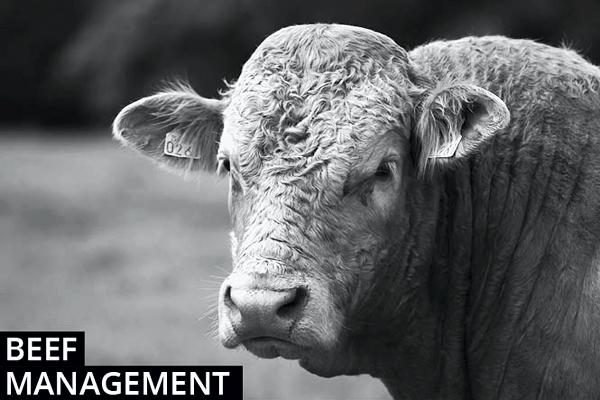 Beef cattle management notes Beef cattle management notes