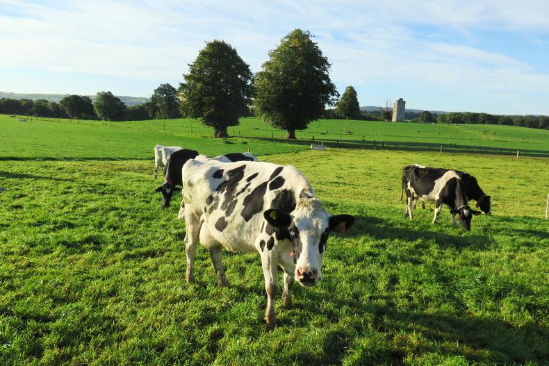 Just 2% of Next Generation Herd empty Just 2% of Next Generation Herd empty