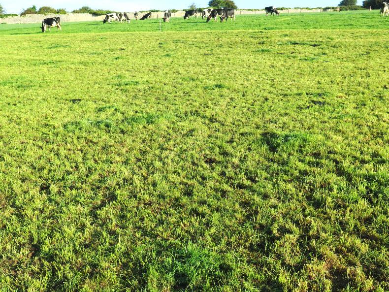 Just 2% of Next Generation Herd empty Just 2% of Next Generation Herd empty