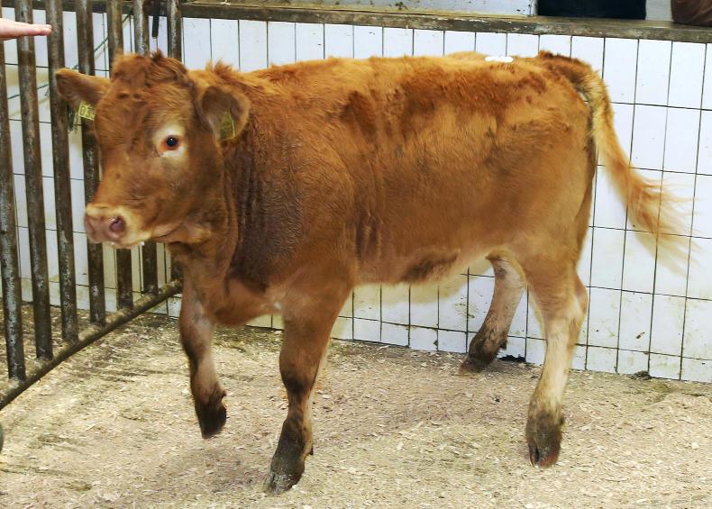 Cattle price: Strong demand for quality weanlings in Ballinasloe Cattle price: Strong demand for quality weanlings in Ballinasloe