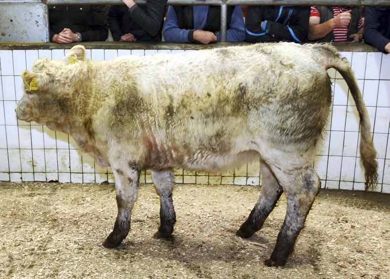 Cattle price: Strong demand for quality weanlings in Ballinasloe Cattle price: Strong demand for quality weanlings in Ballinasloe