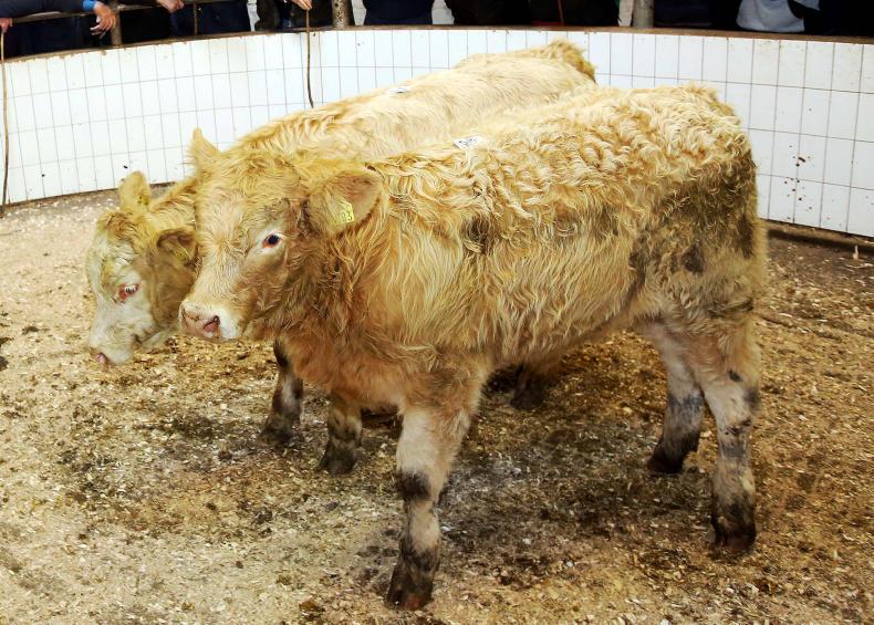 Cattle price: Strong demand for quality weanlings in Ballinasloe Cattle price: Strong demand for quality weanlings in Ballinasloe
