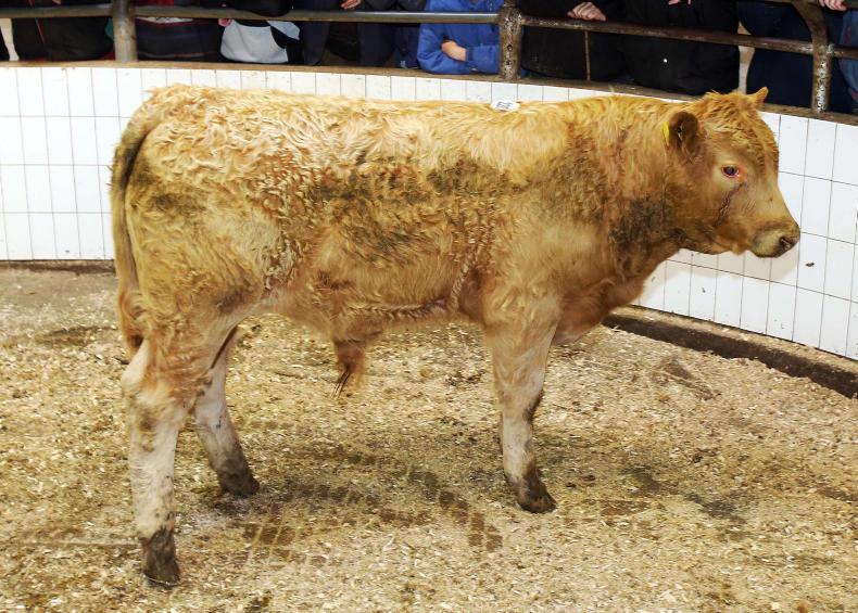 Cattle price: Strong demand for quality weanlings in Ballinasloe Cattle price: Strong demand for quality weanlings in Ballinasloe