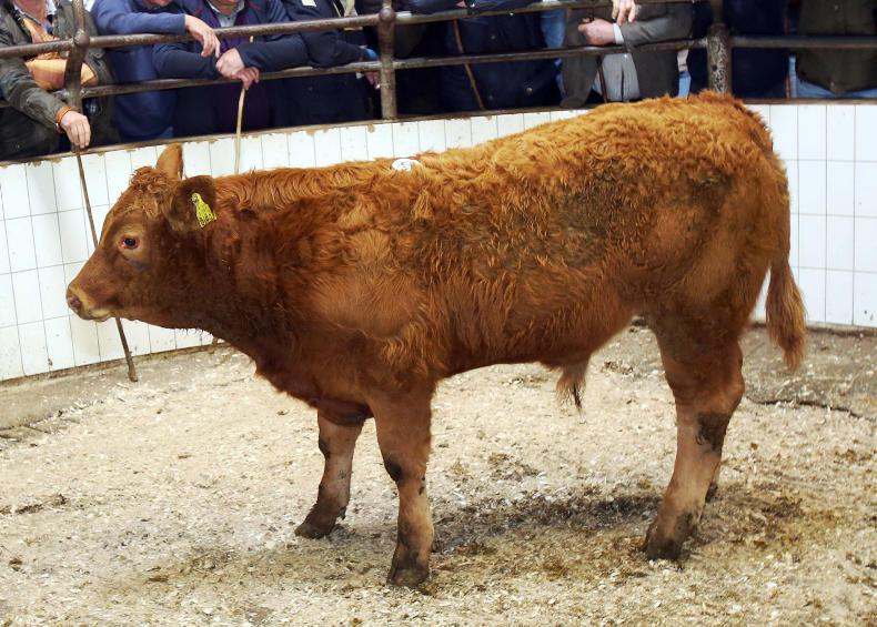 Cattle price: Strong demand for quality weanlings in Ballinasloe Cattle price: Strong demand for quality weanlings in Ballinasloe