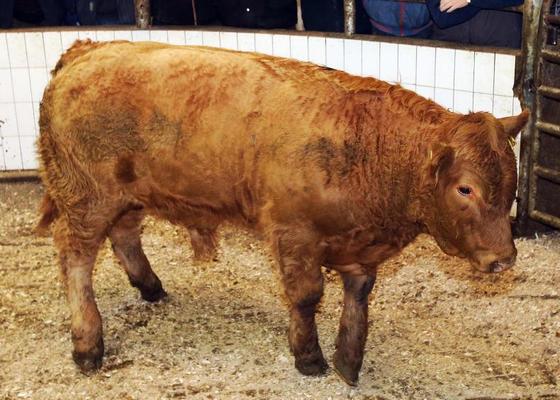 Cattle price: Strong demand for quality weanlings in Ballinasloe Cattle price: Strong demand for quality weanlings in Ballinasloe
