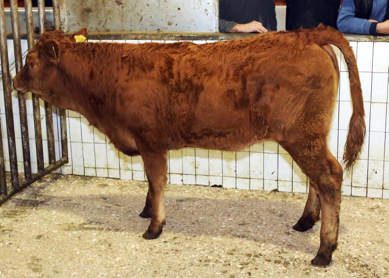 Cattle price: Strong demand for quality weanlings in Ballinasloe Cattle price: Strong demand for quality weanlings in Ballinasloe