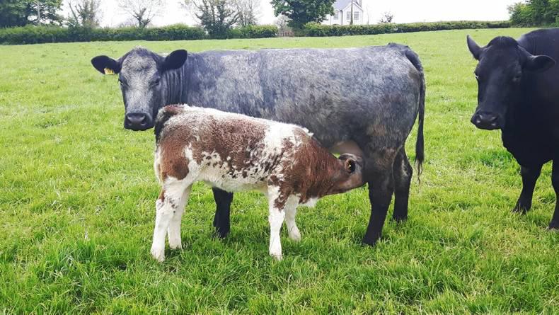 DAERA continues with move online DAERA continues with move online