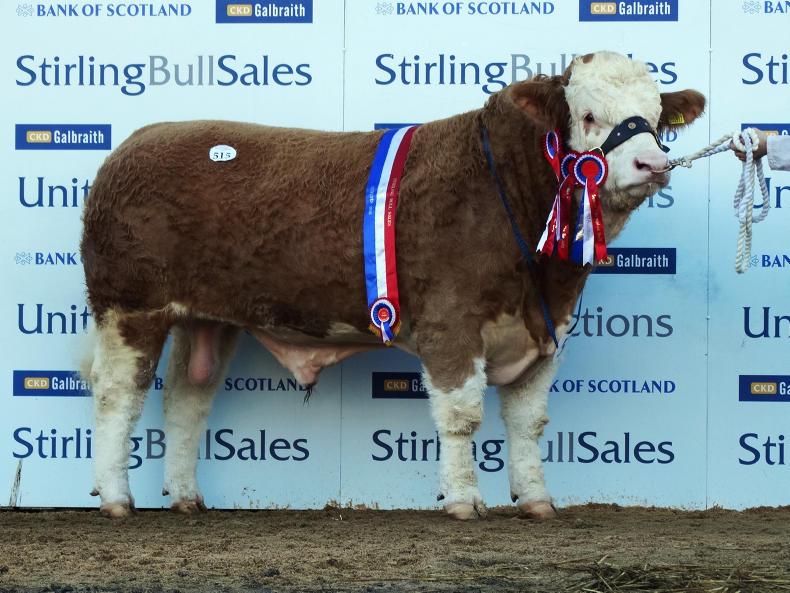 25,000gns top at Stirling bull sales 25,000gns top at Stirling bull sales