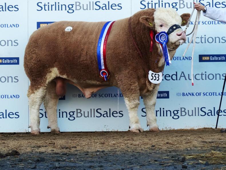 25,000gns top at Stirling bull sales 25,000gns top at Stirling bull sales