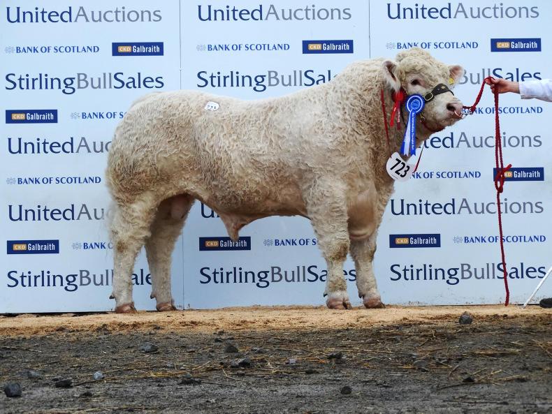 25,000gns top at Stirling bull sales 25,000gns top at Stirling bull sales