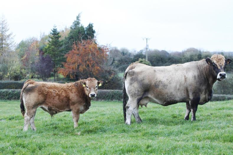 Herd profile: Johnstown Aubracs Herd profile: Johnstown Aubracs