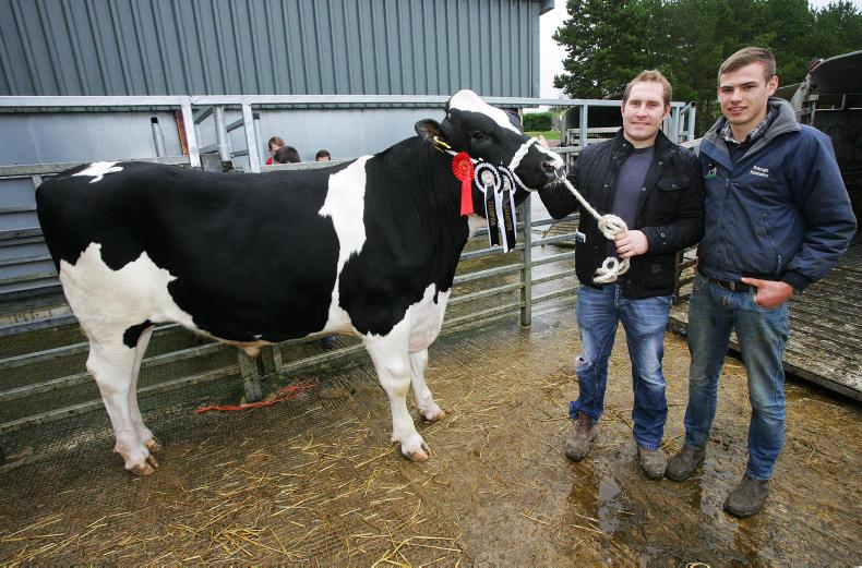 Holstein bulls sell for up to £5,000 at Dungannon 09 November 2016