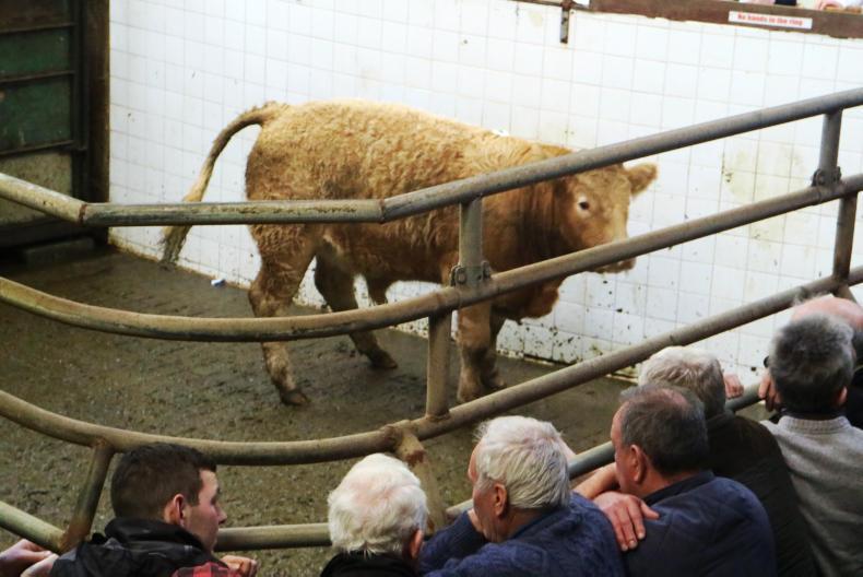 Strong demand for quality bullocks at Balla Mart - Premium