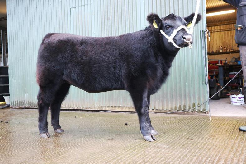 Watch: how to prepare a pedigree beef animal for a show Watch: how to prepare a pedigree beef animal for a show