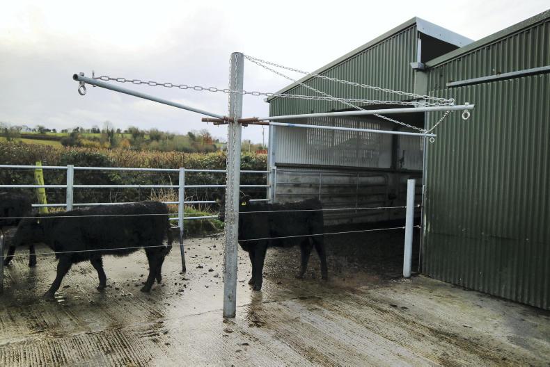 Watch: how to prepare a pedigree beef animal for a show Watch: how to prepare a pedigree beef animal for a show