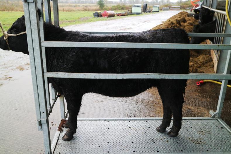 Watch: how to prepare a pedigree beef animal for a show Watch: how to prepare a pedigree beef animal for a show