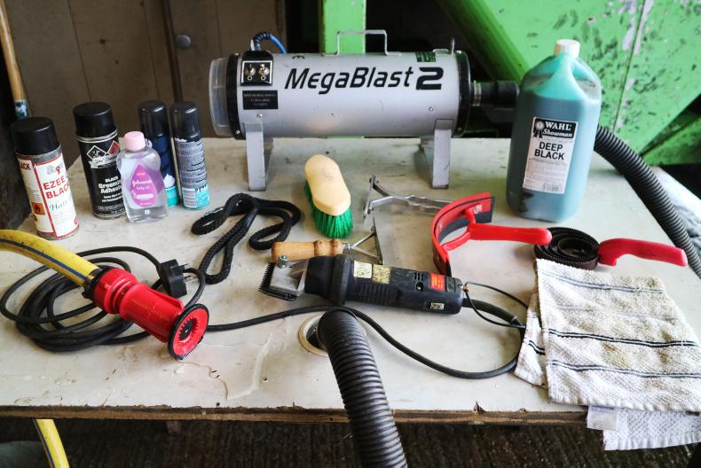 Watch: how to prepare a pedigree beef animal for a show Watch: how to prepare a pedigree beef animal for a show