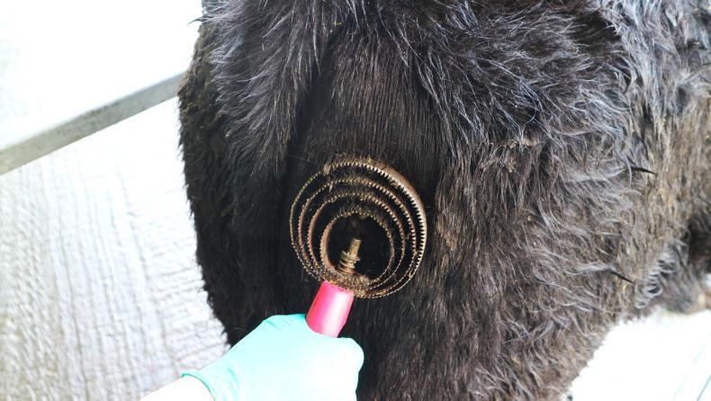 Watch: how to prepare a pedigree beef animal for a show Watch: how to prepare a pedigree beef animal for a show