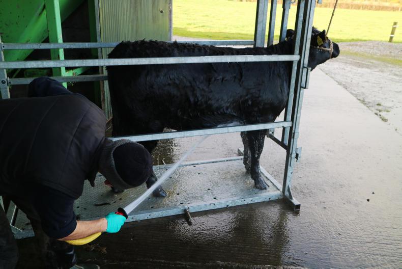 Watch: how to prepare a pedigree beef animal for a show Watch: how to prepare a pedigree beef animal for a show
