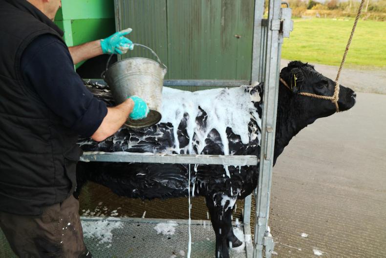 Watch: how to prepare a pedigree beef animal for a show Watch: how to prepare a pedigree beef animal for a show