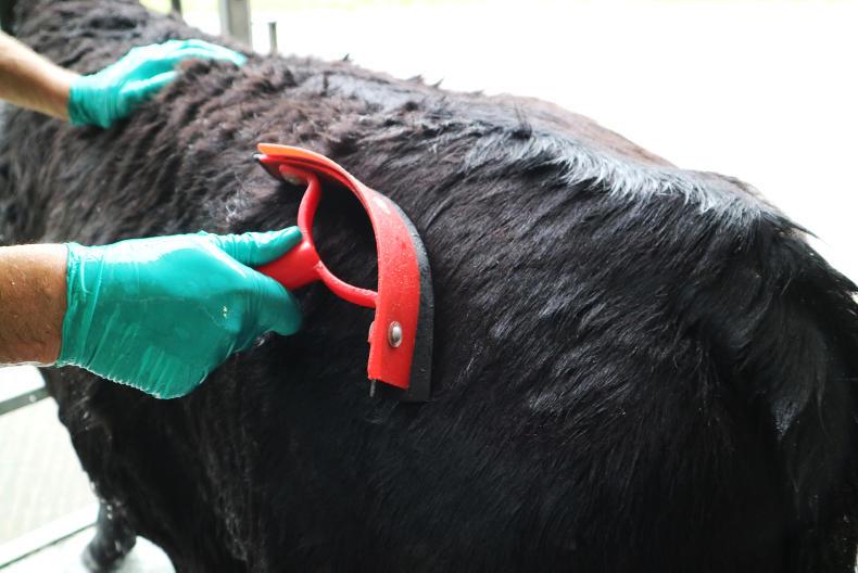 Watch: how to prepare a pedigree beef animal for a show Watch: how to prepare a pedigree beef animal for a show