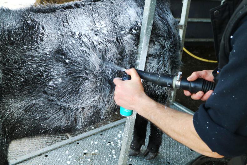 Watch: how to prepare a pedigree beef animal for a show Watch: how to prepare a pedigree beef animal for a show