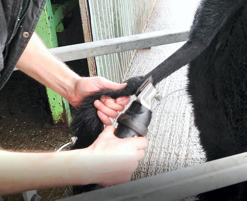 Watch: how to prepare a pedigree beef animal for a show Watch: how to prepare a pedigree beef animal for a show