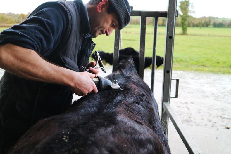Watch: how to prepare a pedigree beef animal for a show Watch: how to prepare a pedigree beef animal for a show