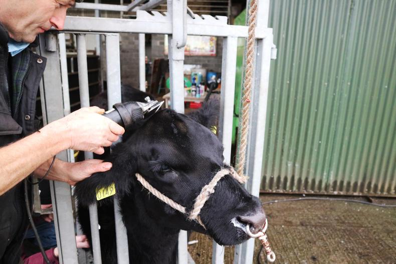 Watch: how to prepare a pedigree beef animal for a show Watch: how to prepare a pedigree beef animal for a show