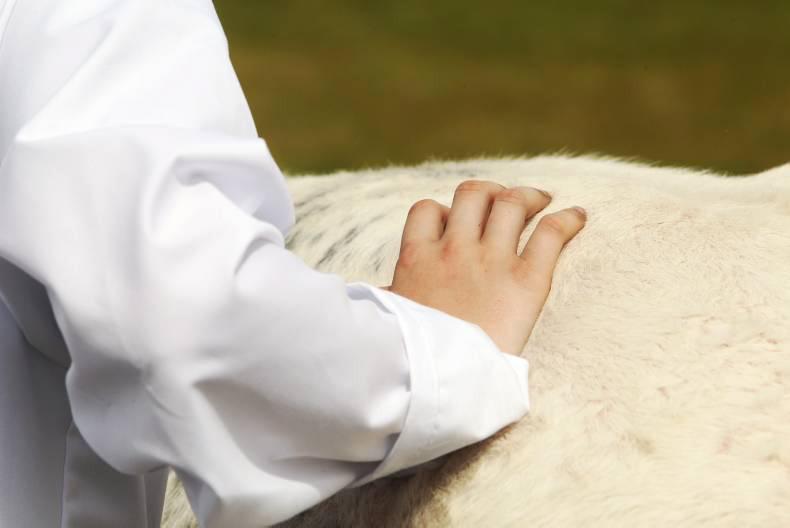 Penalties risk as cattle farmers slow to order tags Penalties risk as cattle farmers slow to order tags