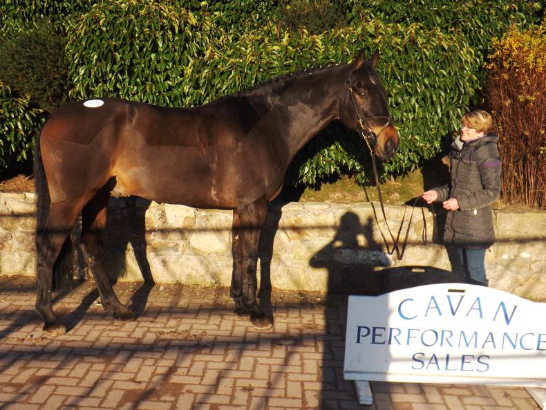 Two-tier trade at Cavan sale Two-tier trade at Cavan sale
