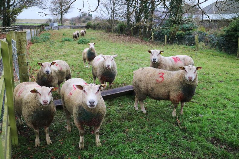 The toughest year to date for Athenry demo flocks The toughest year to date for Athenry demo flocks